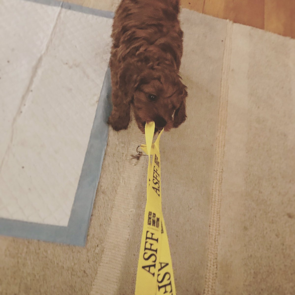 My puppy really wanted to come to work at <a href="/ASFFest/">AestheticaFilmFest</a> with me today. Demanding little tyke! 
#filmlover #puppy #lovemywork