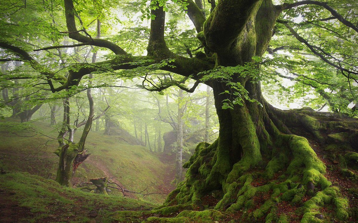 MonsonQuotes's tweet photo. "Good timber does not grow with ease,
The stronger wind, the stronger trees.
The further sky, the greater length.
The more the storm, the more the strength.
By sun and cold, by rain and snow,
In trees and men good timbers grow."
-Douglas Maloch
#LDS #Mormon #QOTD #Adversity https://t.co/j1YPKM4HrB