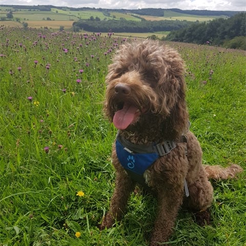 worldbackp's tweet photo. If you like to venture out in the wild with your pet pooch, you might want to have a look at our trekking with dogs article for some handy tips and inspiration. #trekkingwithdogs https://t.co/NJM1y4CTOp https://t.co/xotioduT3m