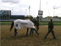 OccupyEutawSt's tweet photo. Took this pic of the Queen #Zenyatta on this day in 2010 schooling @ChurchillDowns before the BC Classic. #TheBest #PreIphone @SaratogaGoose https://t.co/3Q0R5C0sYX