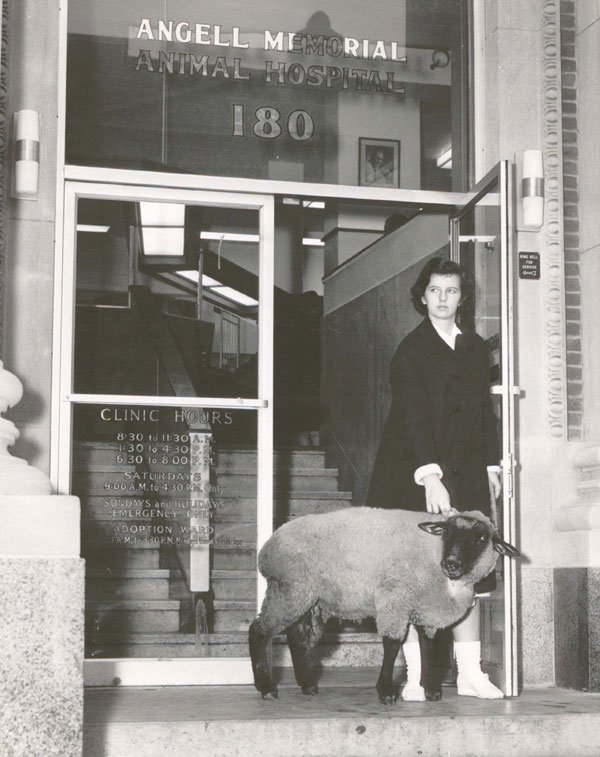 angel memorial animal hospital