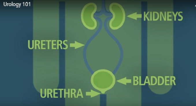 UrologyCareFdn's tweet photo. The specialty of #Urology often deals with issues of the bladder and bladder health. Watch our Urology 101 video during #NovBHealth and learn more: https://t.co/d75H5XIV17 https://t.co/KqJmHkWXs9