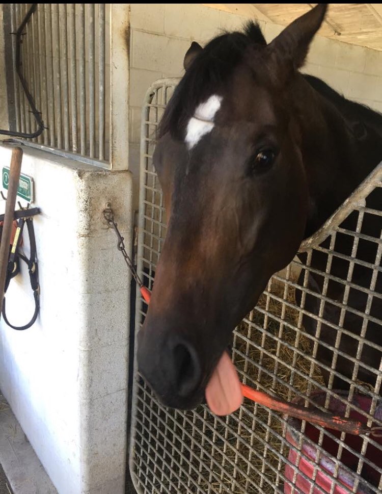 TropicalRacing's tweet photo. Good morning from Tropicality! βLetβs race again soonβ!
#tropicalracing #tropicality #gulfstreampark #thoroughbred #horseracing #palmmeadows #simonracing - photo by @troyl30 https://t.co/1nY9eD7WEQ