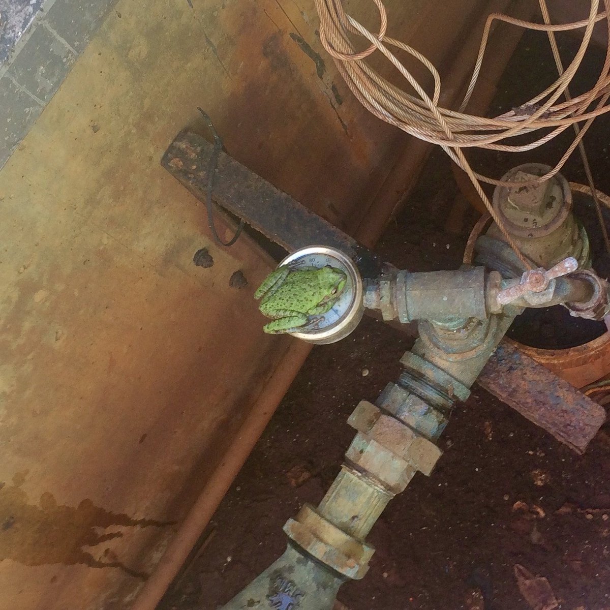 RCS_Engineers's tweet image. Had to relocate this little guy as he was making it hard to check the well meter!