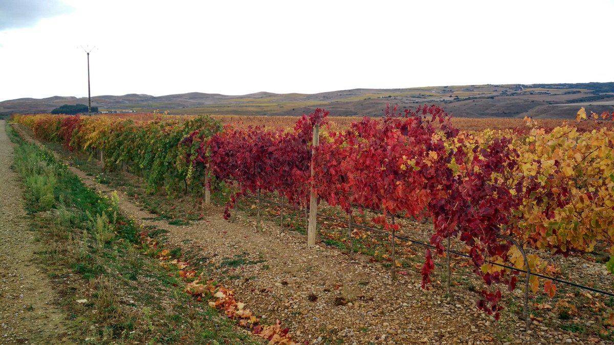 ViticulturaUpna's tweet photo. Very different grapevine leaf colours at the end of the season, guess why? #viticulture #Autumn https://t.co/c1EhK0uDp0