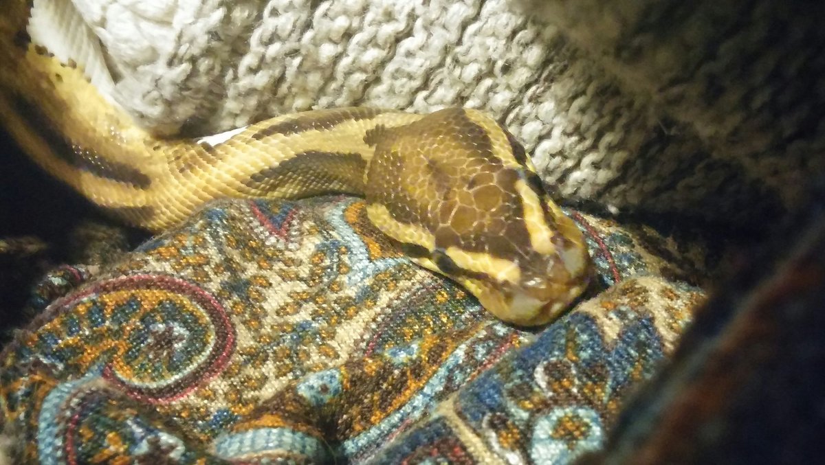 ThatPetLife's tweet photo. @Boa_2K7 Aaahh, so sweet. Out cats are disinterested in Boris, Stan loves our #ballpython Paddy though, sits outside his viv all night waiting for the snoot. Good call on the raspberry though, we are no longer waiting for 💩 https://t.co/Ecsl3yKnKq