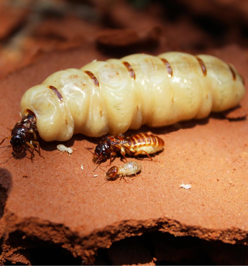 CatseyePest's tweet photo. If you voted #termitequeen in our poll yesterday, you are correct!
The termite queen can live up to be up to 50 years old. (Photos: NPR, Phys) https://t.co/IiYcMKaaUw