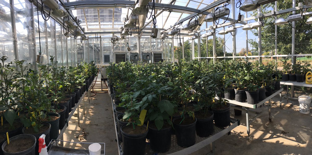 Max's potato project #Lankaulab