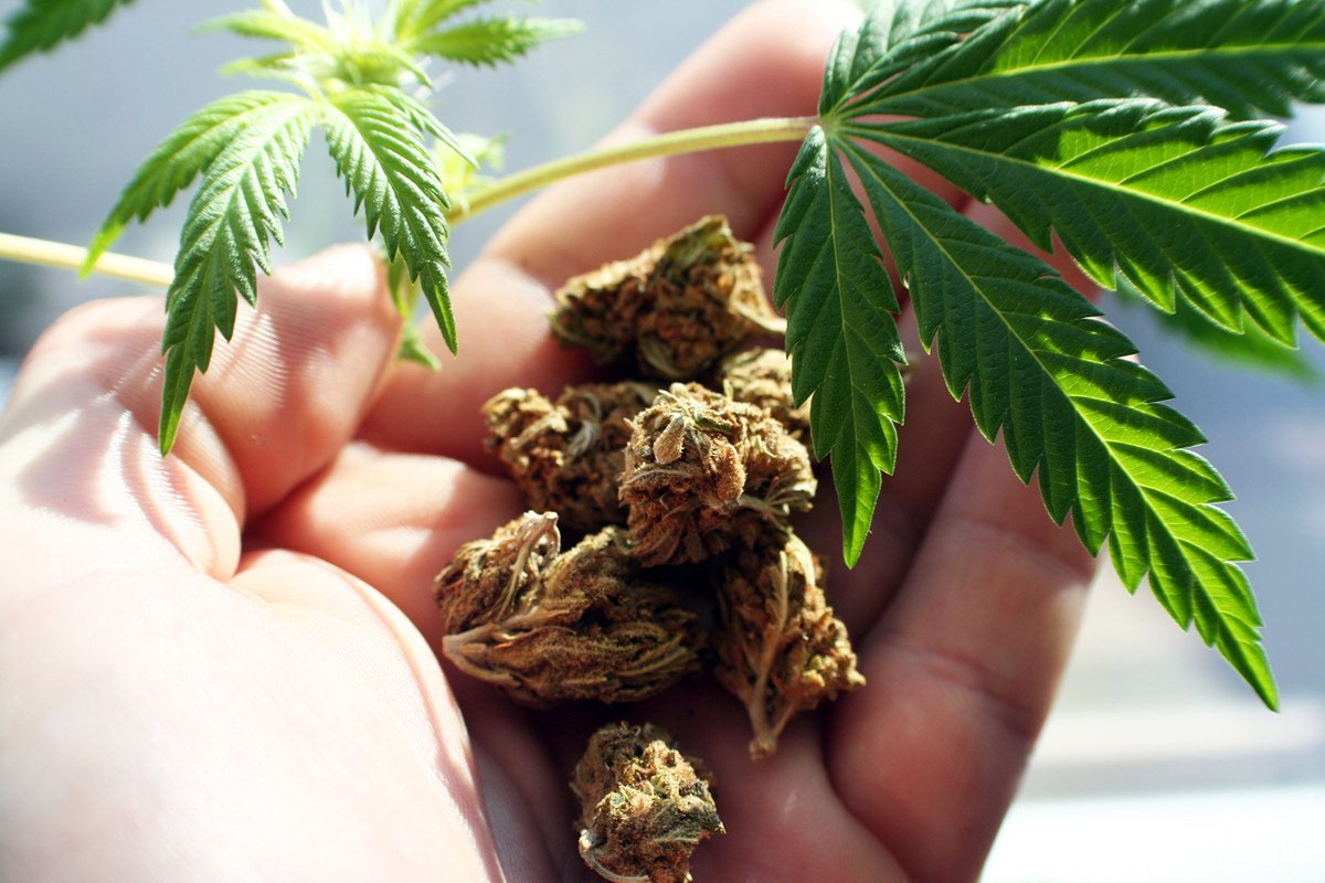 Potreportcom's tweet photo. Aurora Cannabis Acquisition of Cronos Group Makes Sense - https://t.co/CvhdEEthX2 https://t.co/CMeCc9lSWe