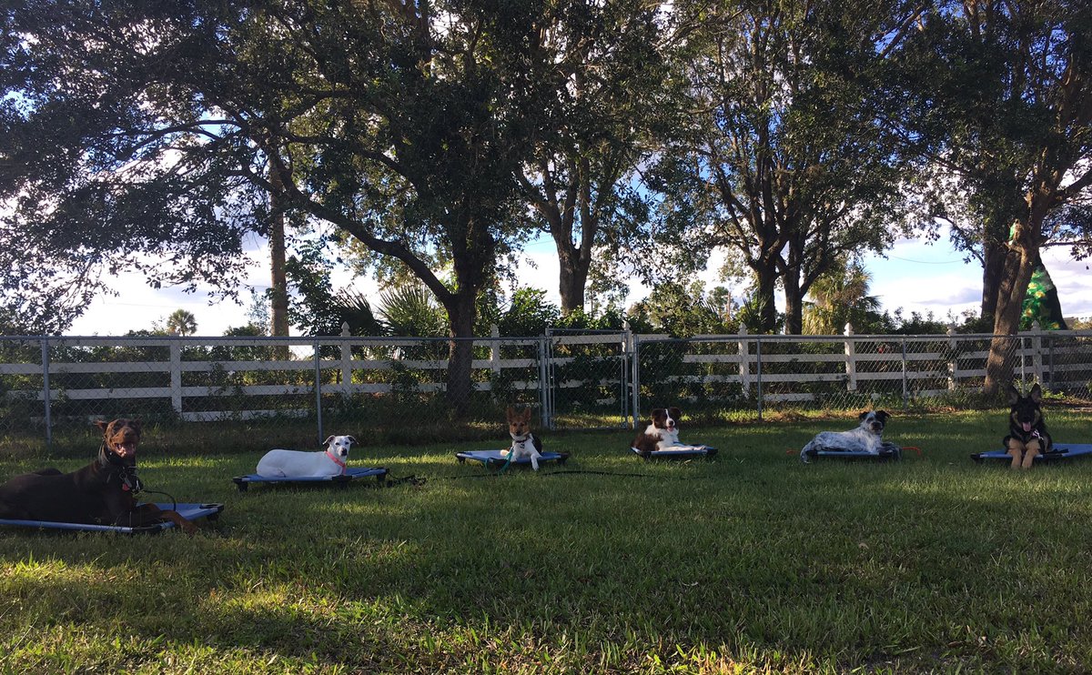 daltonjesse's tweet photo. Board meeting 🙂 #dogtraining https://t.co/qRIXCVgKln