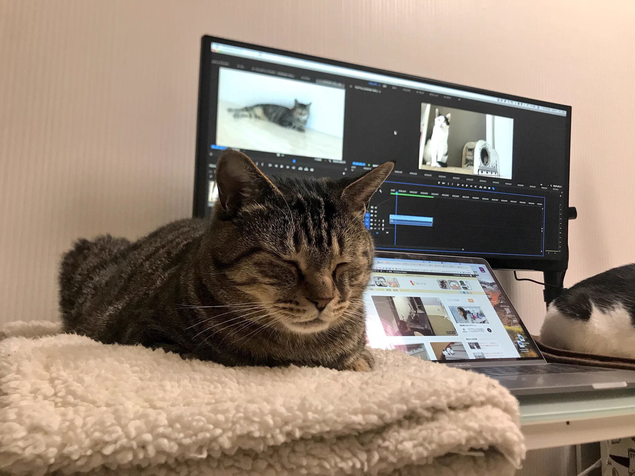 PC環境が快適すぎて何も手につかないwww可愛すぎる猫たちwww