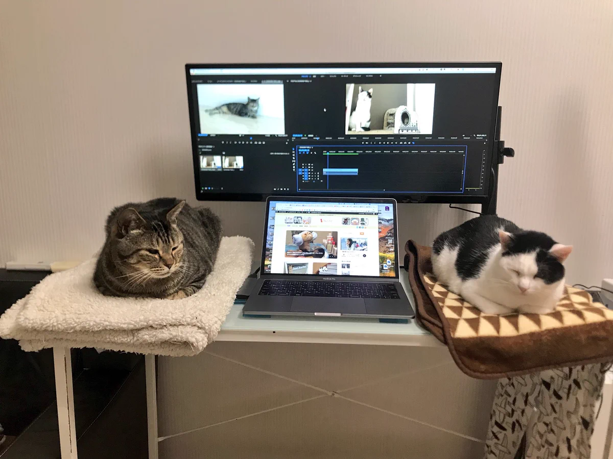 PC環境が快適すぎて何も手につかないwww可愛すぎる猫たちwww
