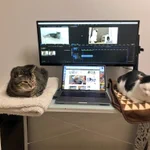 PC環境が快適すぎて何も手につかない!可愛すぎる猫たち!