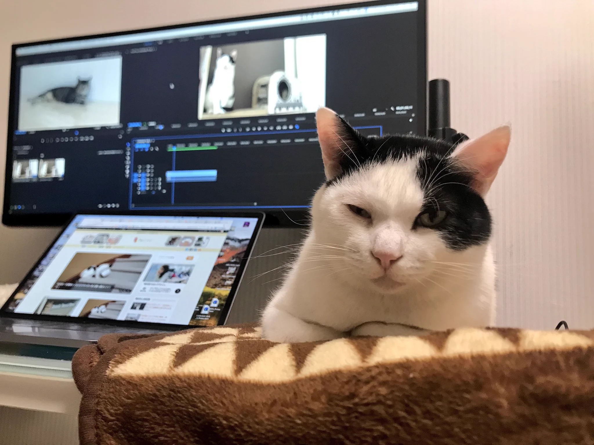 PC環境が快適すぎて何も手につかないwww可愛すぎる猫たちwww