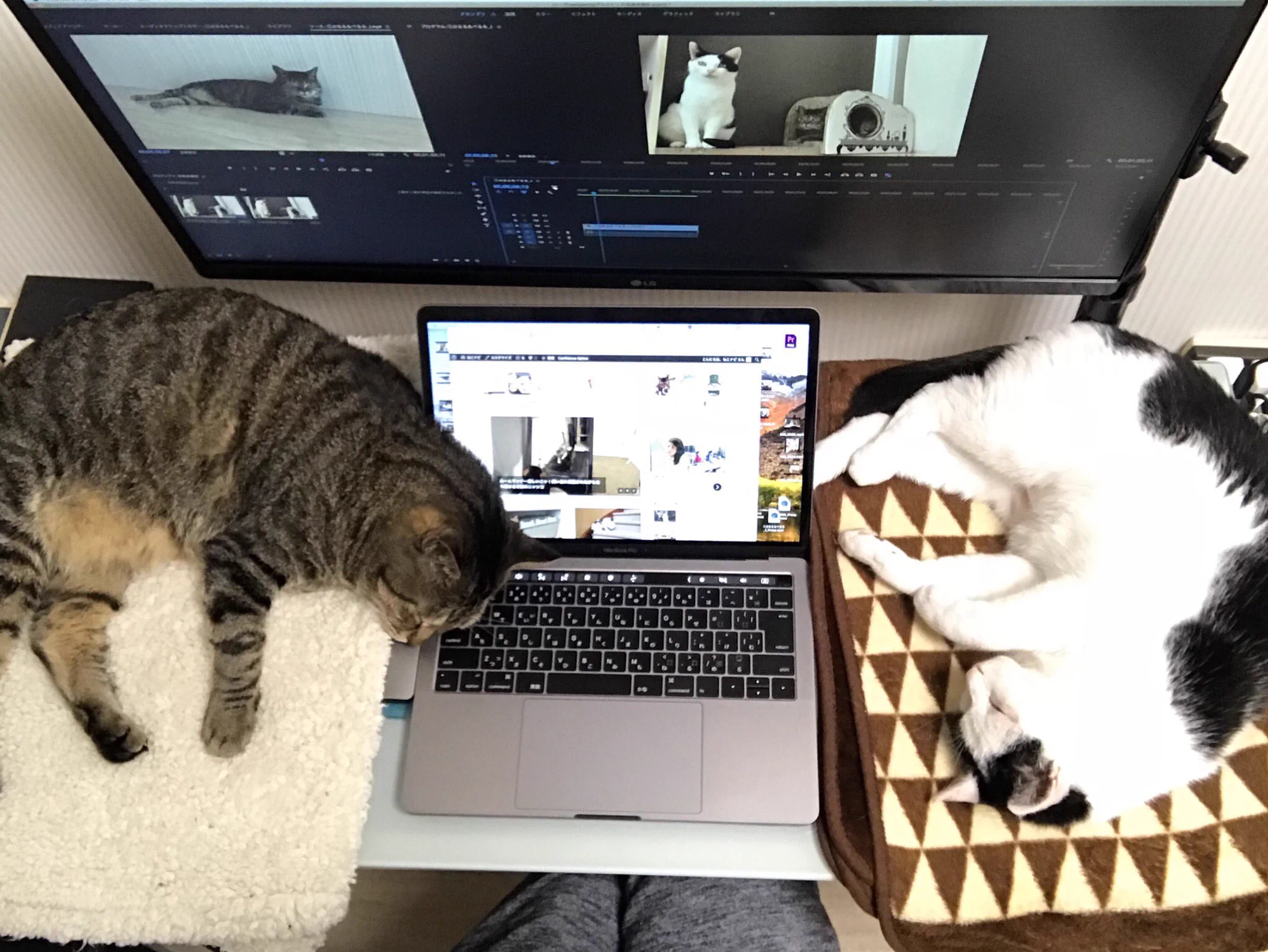 PC環境が快適すぎて何も手につかないwww可愛すぎる猫たちwww