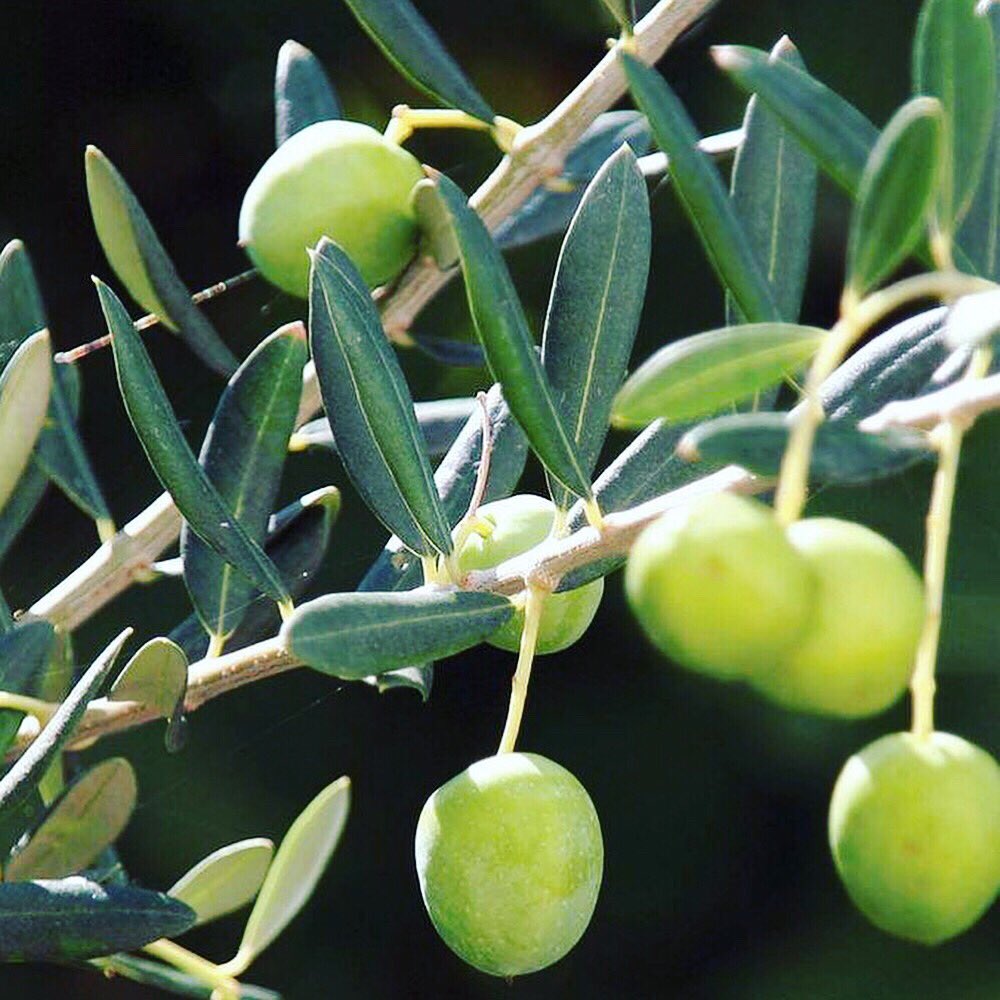 Buchanan�s Plants (buchanansplants) Twitter