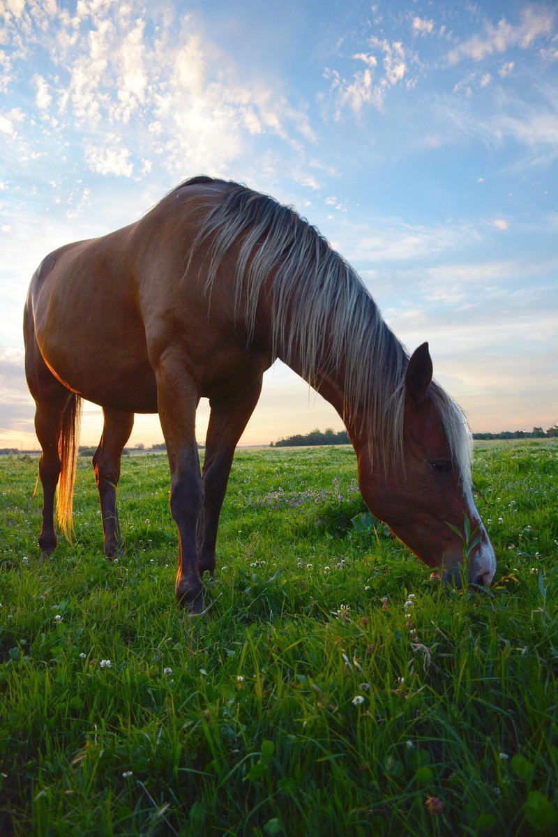 HorseDialog's tweet photo. #RiderHour It's getting colder and that means it's time to keep encysted small redworm on your radar. #timeitright https://t.co/70SrGUJGNK https://t.co/SoohScj12b