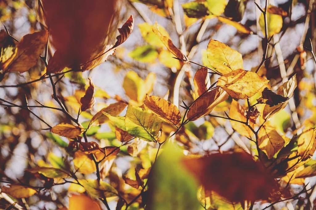 DevonDelightful's tweet photo. I went out for a walk expecting autumn to be past its best but there were still plenty of gorgeous yellows, orange… https://t.co/LMvJTFo2EF https://t.co/mqMKzghlXD