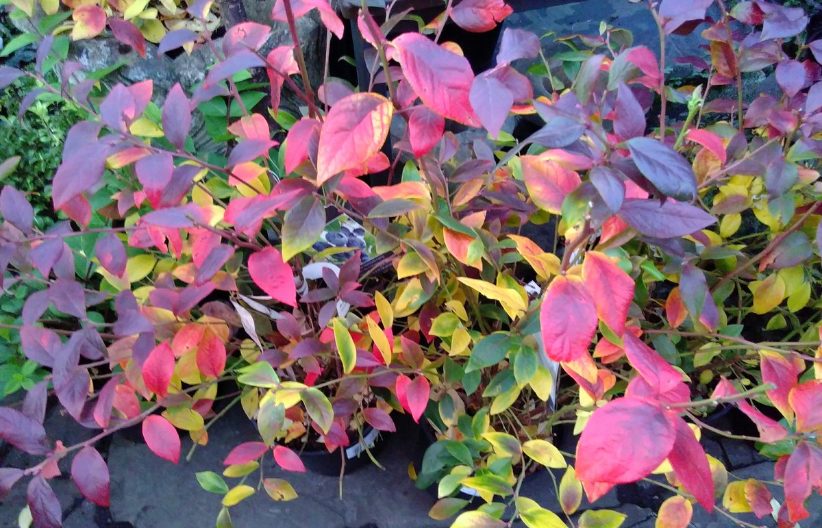BudGardenCentre's tweet photo. You can't go wrong with a blueberry (unless you garden on alkaline soil): the photos don't do them justice ~ the colours are almost fluorescent. A plant for all seasons; utilitarian and aesthetically pleasing. https://t.co/J1vlAqBI4C