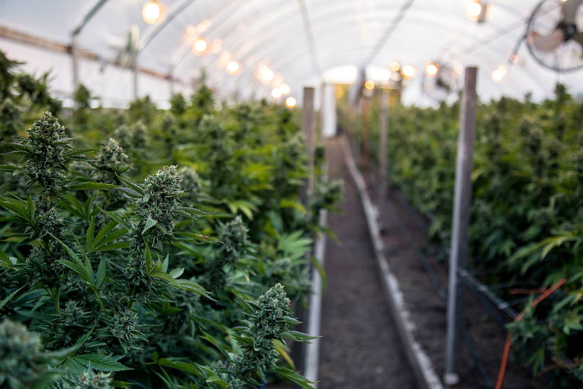 Potreportcom's tweet photo. Kwantlen Polytechnic University will launch accredited courses in cannabis cultivation and consultation - https://t.co/6R5qonTKji https://t.co/ibH6AQBZ8J