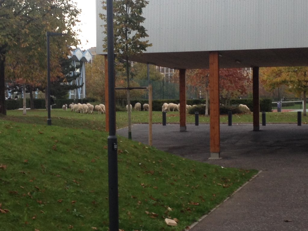 Pr_Pin's tweet photo. @Francepenal ...le colloque côté cour...pastoralisme à Nanterre... https://t.co/MHRm2wrs5I