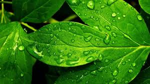 freada_angel's tweet photo. Green Leaf https://t.co/VjnsSpGfKl