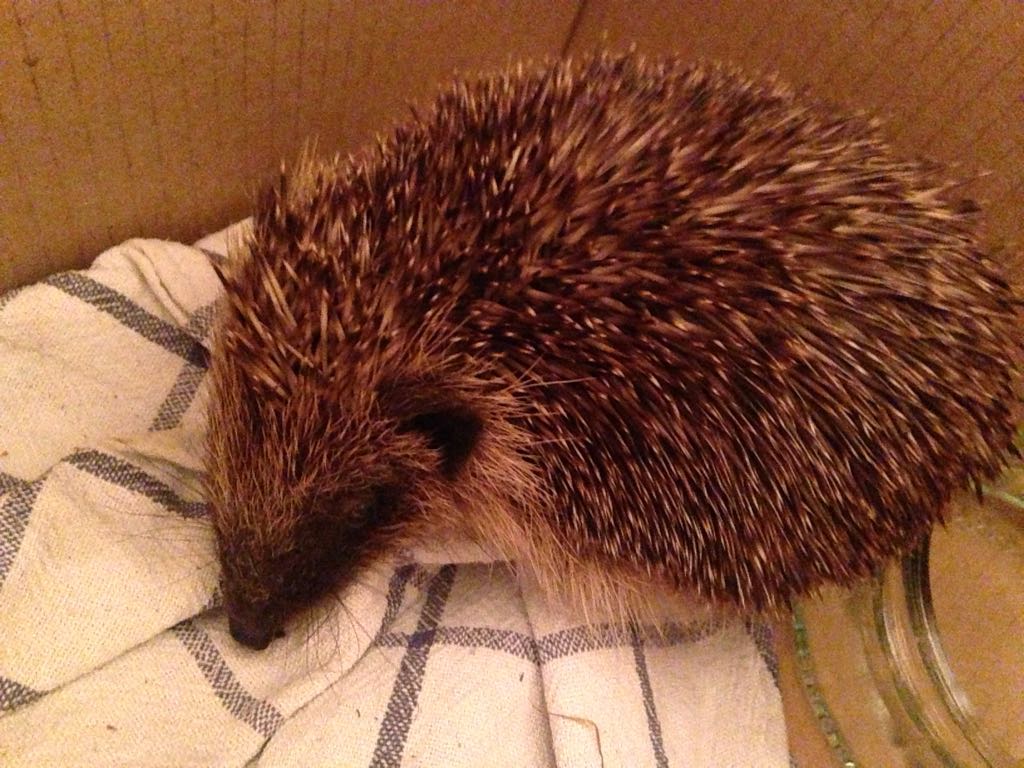 Rescued a #hedgehog today. If you see 1 out during daylight, especially this time of year, they are in a spot of bother. The lovely folks at britishhedgehogs.org.uk  will give you help &amp; advice. This cutie is in Brockenhurst at a rescue centre now. Btw they eat catfood.