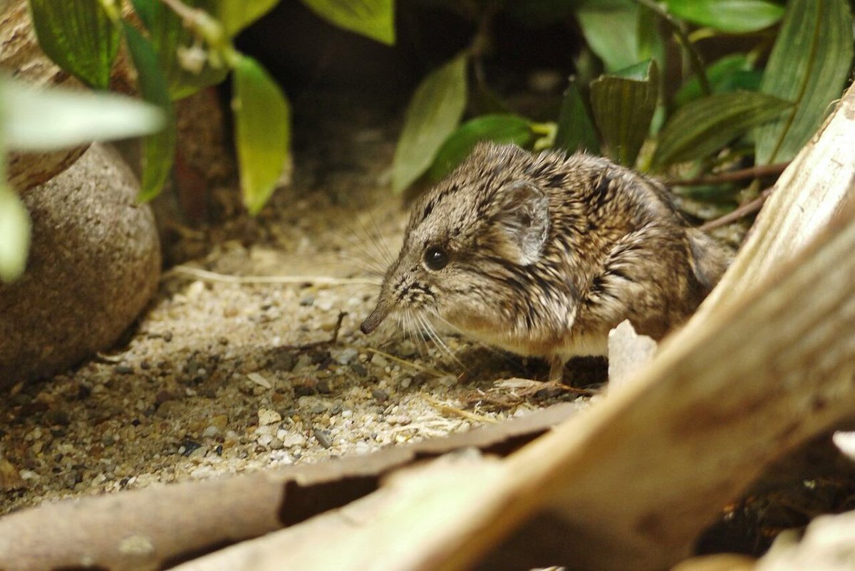 WikiQuest's tweet photo. NEW EPISODE!! Y'all ever SEEN a body so cute?? We're talking Short-Haired Elephant Shrews and more this week! https://t.co/PZXiOJjXl2 https://t.co/MH6L3b5lLg