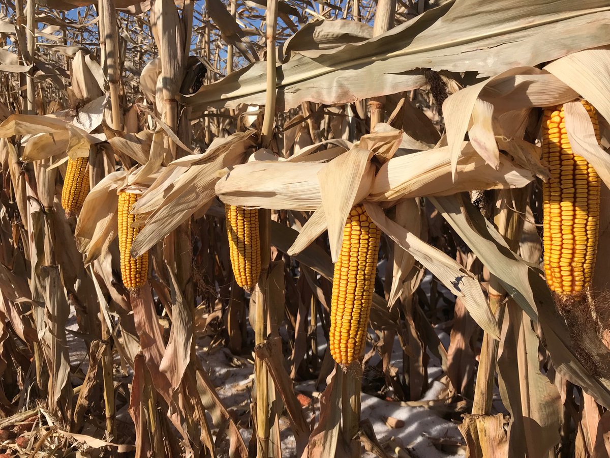 TruaxRon's tweet photo. This is what 230 bu/ac #P9929AM looks like in the field.  @DuPontPioneer https://t.co/oAxwbJXnbv