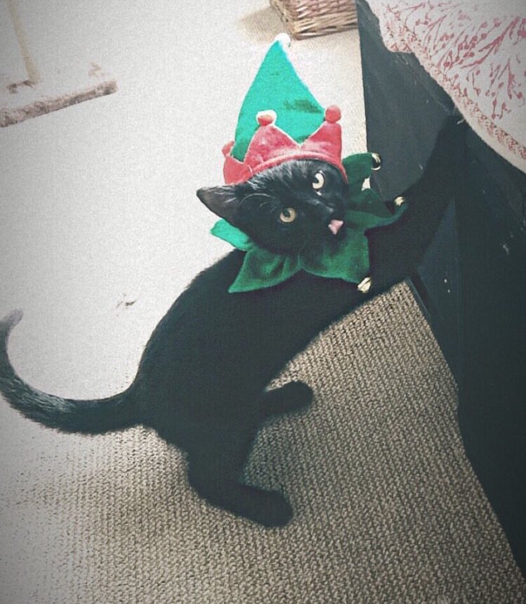 LivEmmaFaulkner's tweet photo. Our little Christmas elf he loves it I promise... 🎄☃️❄️ https://t.co/27up4oejL1
