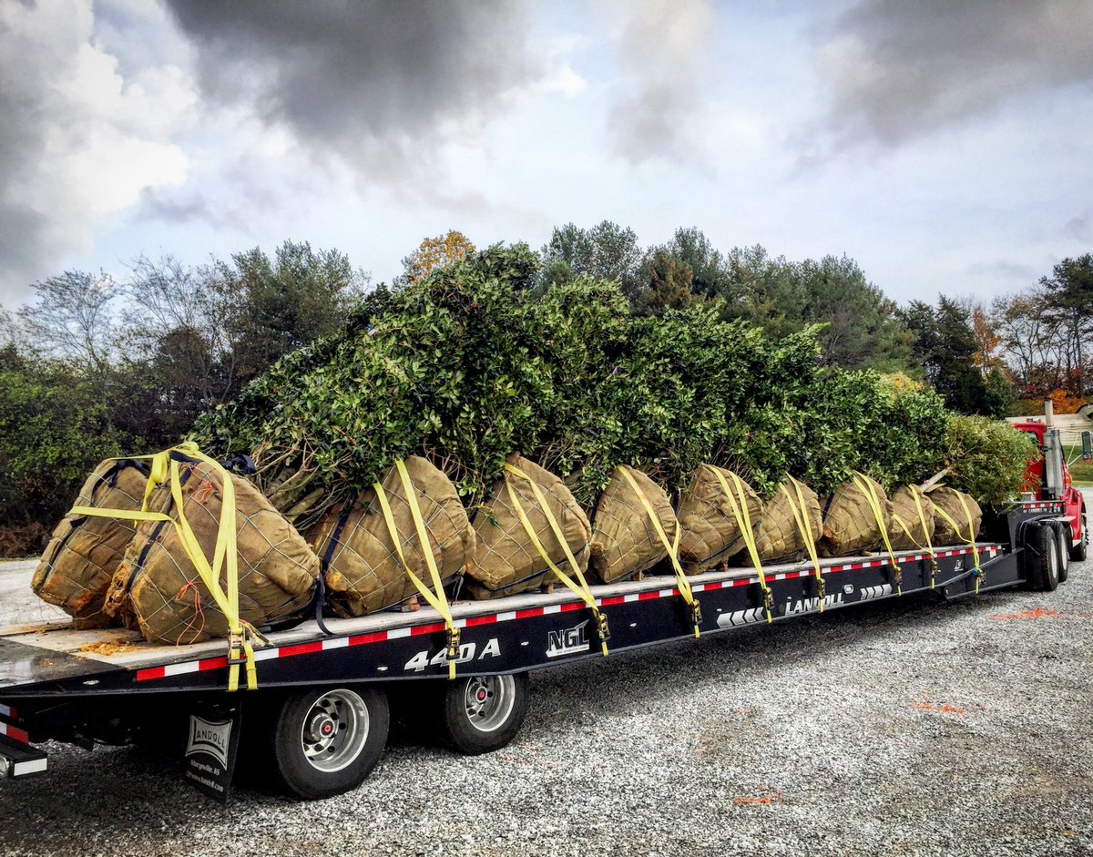 Bradleys_towing's tweet photo. Another load of trees and #landscapingmaterials being hauled for a customer. #treehauling #landolltrailers https://t.co/BTdNvdw4Y5