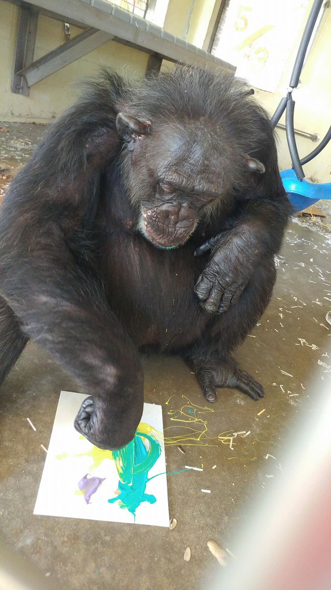 SaveTheChimps's tweet photo. Vicky has been enjoying her art enrichment. You can check out her finished masterpieces in the All Things Chimp Online Auction beginning tomorrow.
#AllThingsChimpOnlineAuction #VickyTheChimp #ChimpArt https://t.co/FTgZWyFZHG