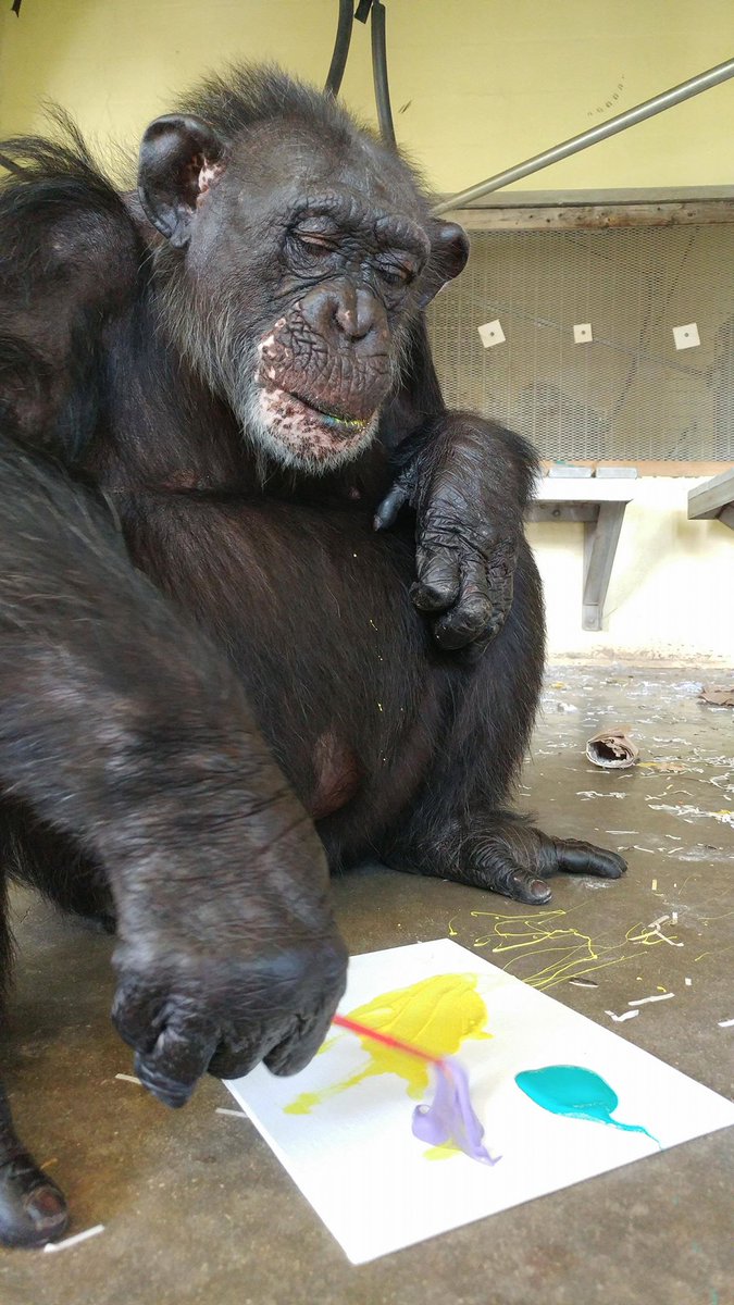 SaveTheChimps's tweet photo. Vicky has been enjoying her art enrichment. You can check out her finished masterpieces in the All Things Chimp Online Auction beginning tomorrow.
#AllThingsChimpOnlineAuction #VickyTheChimp #ChimpArt https://t.co/FTgZWyFZHG