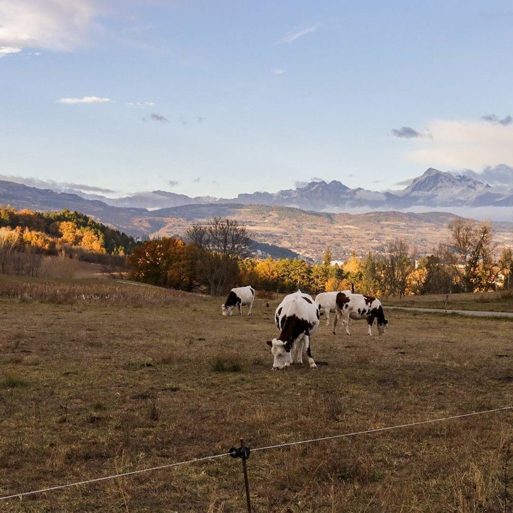 MatthieuDavin's tweet photo. Les vaches aux portes de la ville ! #myhautesalpes #igersgap #instagap #nature #cow #animals #mountain #igersofthe… https://t.co/HgvzWOALhm https://t.co/2lEgY2PtGR