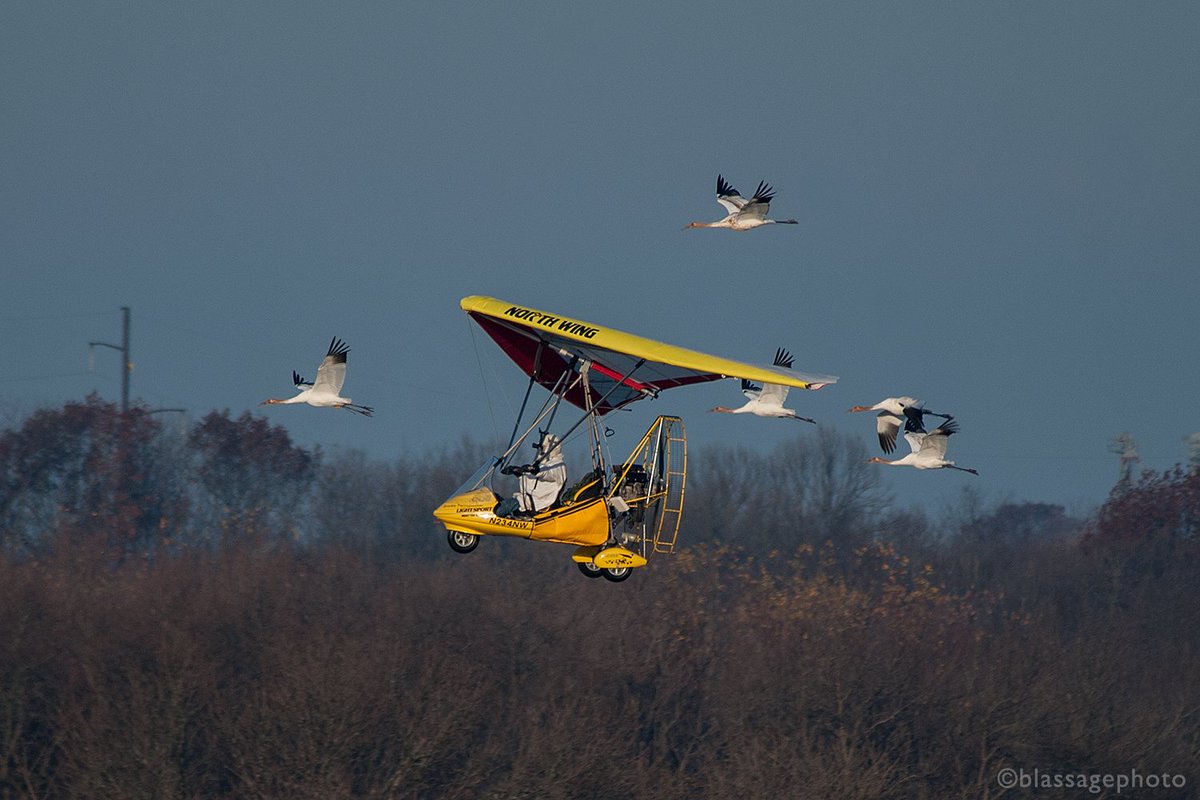MarkBlassage's tweet image. Just 2 years and 2 days ago @OperMigration departed Winnebago County, IL for the last time. Somehow it seems longer. Learn more &amp;amp; support their important work here -&amp;gt; operationmigration.org #endangeredspecies #savethecranes