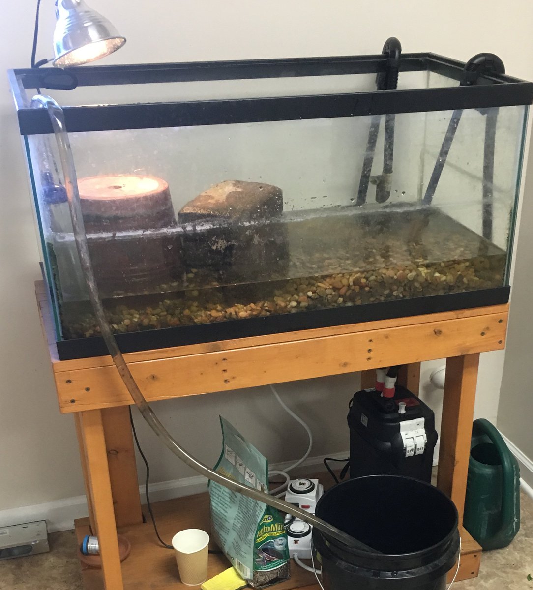HTGSupply's tweet photo. @HTGSupply R & D #turtleponics #turtlemanure #turtle-izer Giving our office mascots some love. https://t.co/3SC0UZkciS