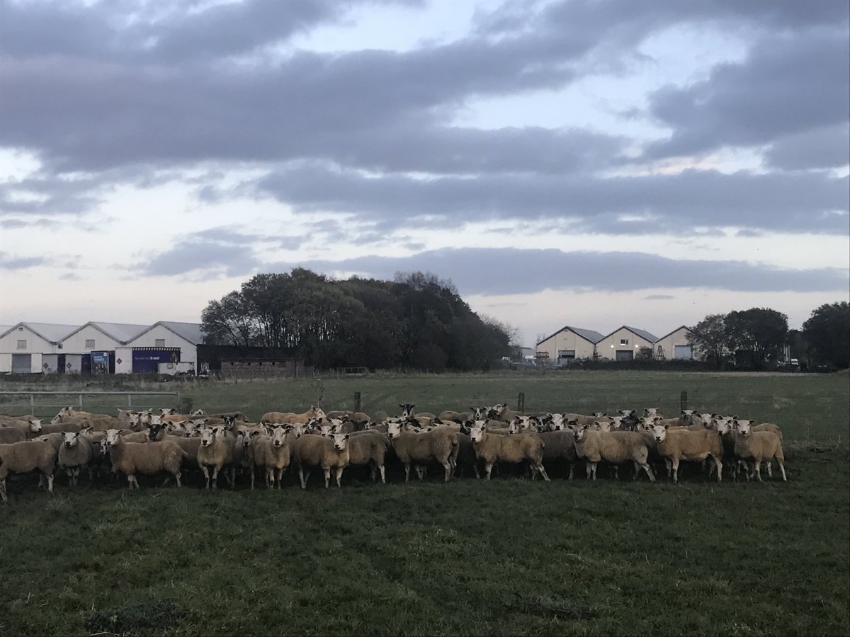 lcc93's tweet photo. 150 cross ewes for sale , genuine stock ewes. All on heptavac p system and up to date with fluke and worm dose. Located five mins from Stirling https://t.co/zObMALnIJq