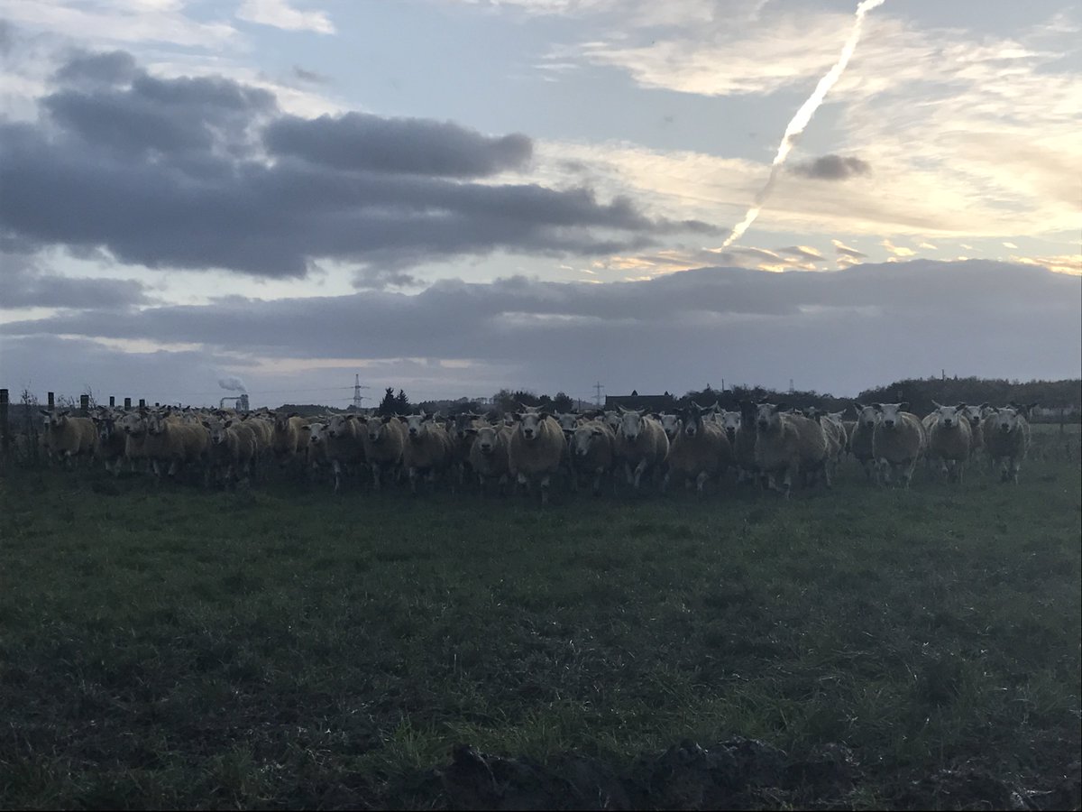 lcc93's tweet photo. 150 cross ewes for sale , genuine stock ewes. All on heptavac p system and up to date with fluke and worm dose. Located five mins from Stirling https://t.co/zObMALnIJq