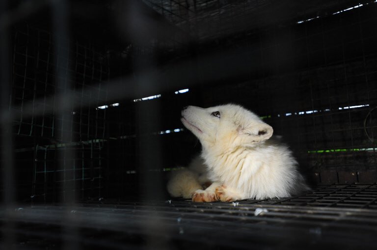 Hidden in plain sight, real fur is being mis-sold as fake fur #FurFreeBritain #WhatTheFur

uk.lush.com/article/how-fa…