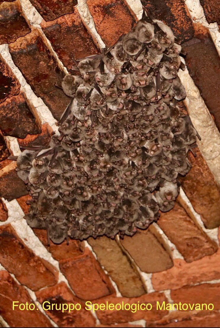 Anche a #novembre i nostri amatissimi #pipistrelli 🦇 gradiscono rifugiarsi nei #sotterranei del <a href="/PalazzoDucaleMN/">pal.mn</a> <a href="/GruppoSpeleoMN/">GruppoSpeleoMantova</a> <a href="/speleoborghe/">speleo</a>