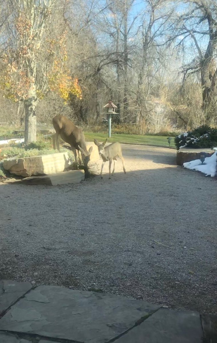 stuartrawling's tweet photo. Here are some of today’s regular visitors to the @pelcovideo Ft Collins campus. https://t.co/rxhKpBRDuE