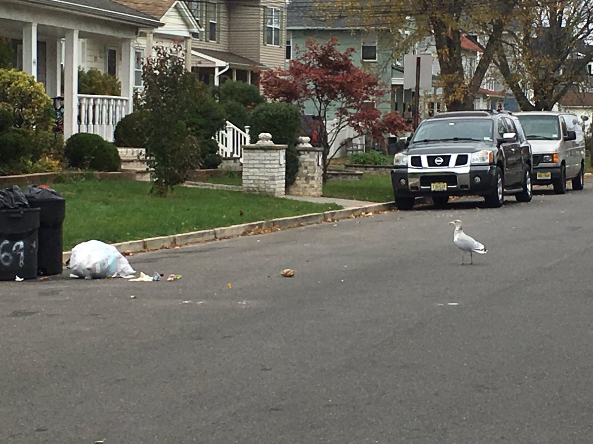 wallstmom's tweet photo. When seagulls attack the trash.... #notafanofbirds https://t.co/PS615wfunn