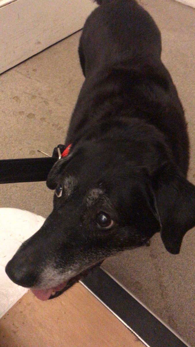WappingLondon's tweet photo. LOST DOG? Locals pls RT. Have you lost a medium sized black dog (breed unknown but labrador type) with red collar? Please collect from Pollyanna studios #wapping https://t.co/TeYY3kCXHm