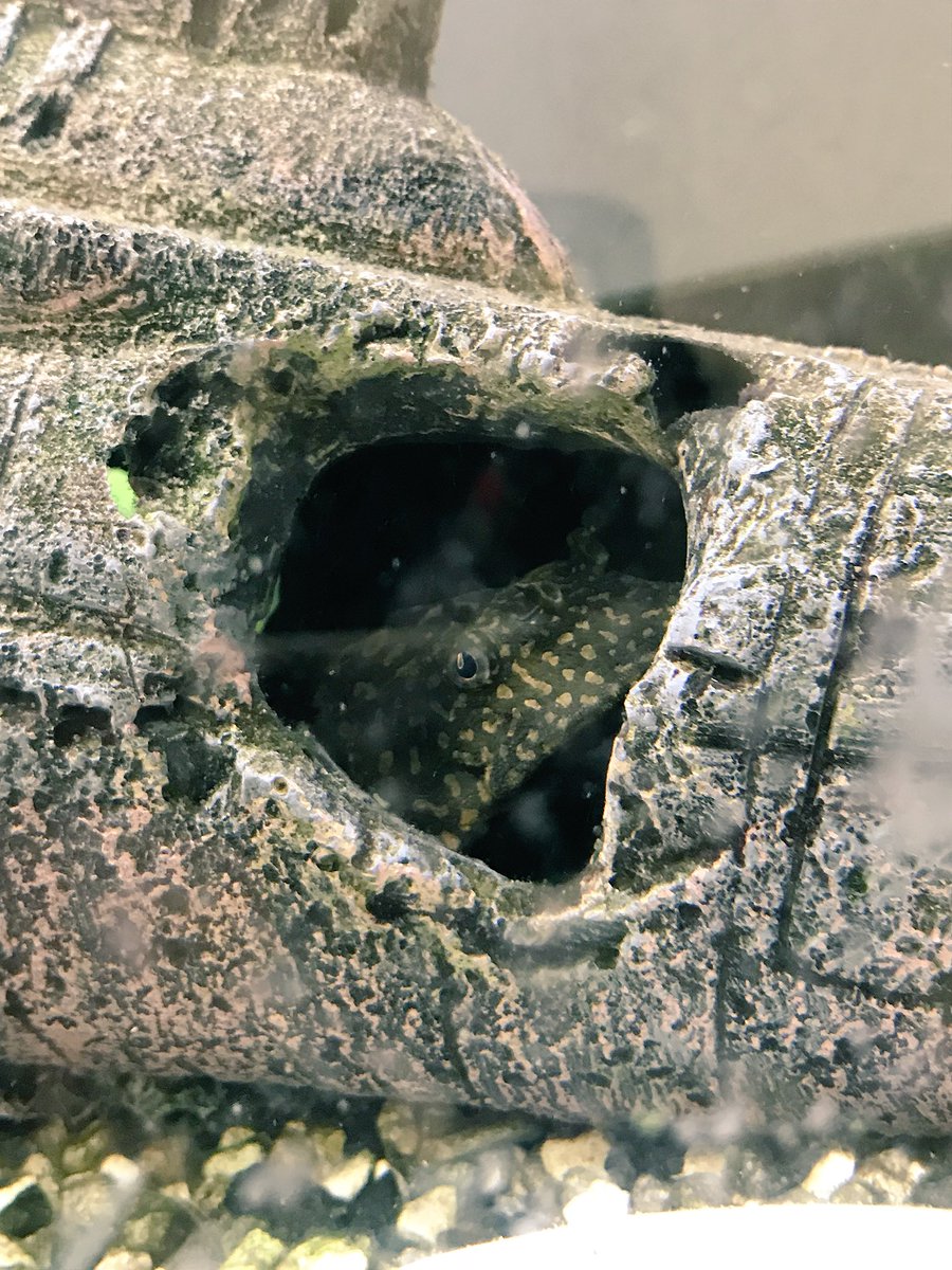 abbey543210's tweet photo. I have my eye on you #Pleko #fish https://t.co/mP5HtFYrTb