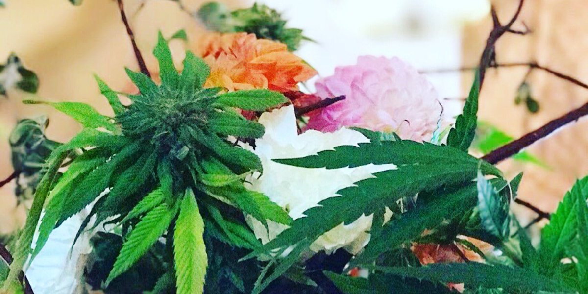 420Florist's tweet photo. Look deep into nature and then you will understand everything better
-Albert Einstein
πΊππΊππΊππΊ
#tbt to #Kushstock !!
#deviantdabs #medicatedbarbies #weedwedding #weedbouquet #budbouquet #cannabisflowers #cannabiscommunity #cannabiswedding #420florist https://t.co/FD1ra7gwoa