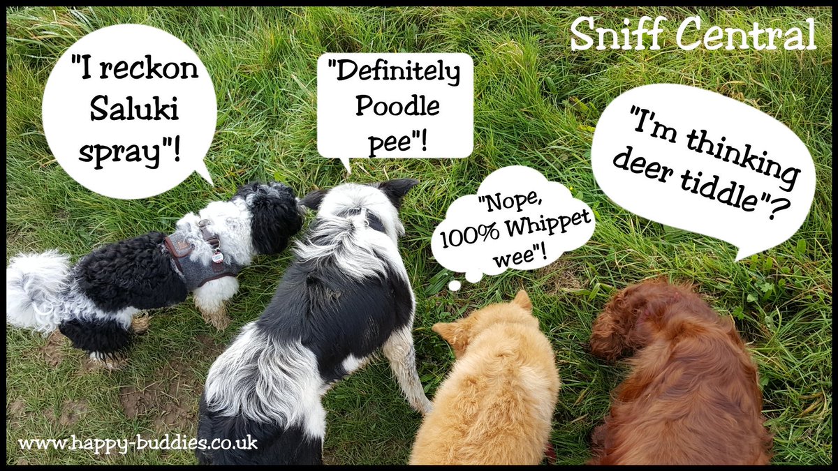 Happy_Buddies_'s tweet photo. Sniff Central! 😂😂😂🐶 #sniffcentral #dogsmakemelaugh  #mentalstimulation #dogwalking #professionaldogwalker #havanese #collie #irishsetter @TheGoodDogGuide https://t.co/pwroZlJcED