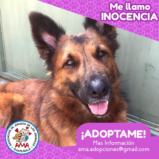 AMAguatemala's tweet photo. TEMPORAL O PERMANENTE URGENTE. Perrita mediana de 3años aprox. Amorosa, le gustan niños y otras mascotas. Info. Ama.adopciones@gmail.com https://t.co/IrOezIo0RM
