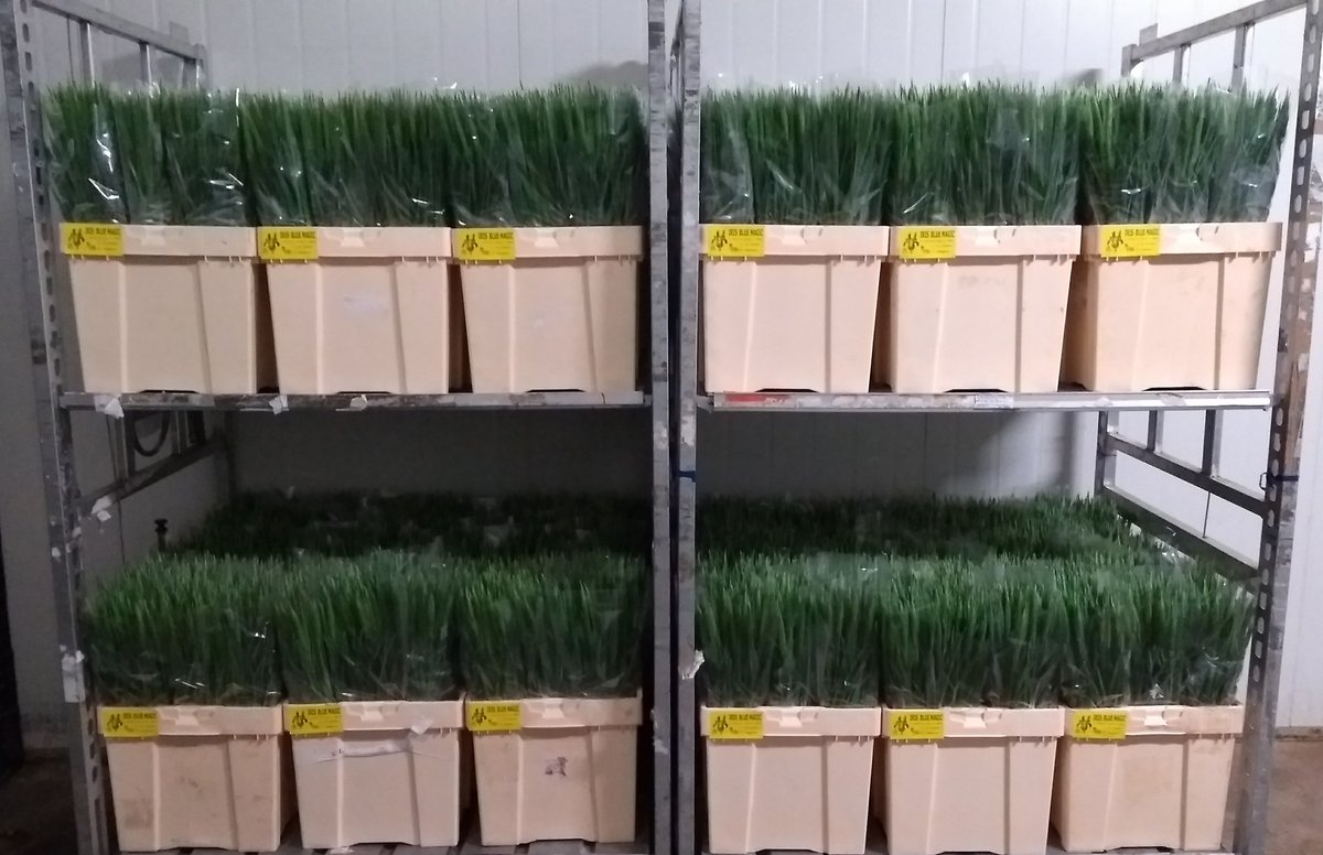 Ze staan er weer klaar voor, 2 karren Blue Magic irissen (62 cm/31 gram). Op weg naar FloraHolland Aalsmeer voor de veiling van morgen. Nu ook verkrijgbaar via <a href="/FloraMondo/">FloraMondo</a>. 🇱🇺