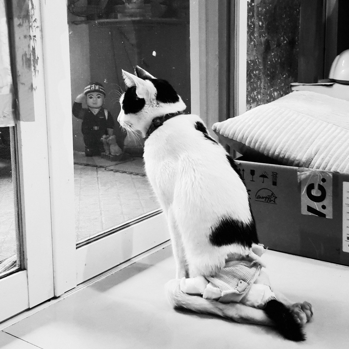 DogdogVScatCat's tweet photo. Talk to soldier. Roger that! #catphotography #catoftheday #cat #pup #catdaily #blackandwhite #lovecats #animalworld #tweetcat  #instaphoto #kittens
#littlebestfriends #funnycaptions #catmeme https://t.co/4CQYxF4v3d
