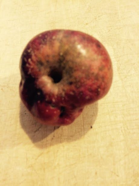 Baltimore Orchard tweet media